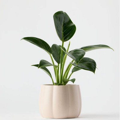 Halloween Enchanted Pumpkin White Live Houseplant - Good Little Garden™