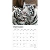 BrownTrout 2026 White Tigers 12"x24" Hanging Square Wall Calendar Plastic-Free - 4 of 4