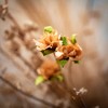Sullivans Pampas Grass Wreath - 2 of 4