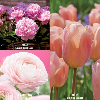 Color Your Garden Pink Collection Set of 40 Bulbs - Pink - Van Zyverden