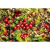 Organic Dried Cranberries - by Food To Live - 4 of 4