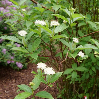 Van Zyverden Set of 3 Cornus Arctic Fire Potted Rocketliners Plants