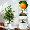 2Pcs Artificial Potted Plants 20 Inch Fake Orange Tree, Artificial Oranges Citrus Tree with White Pot, Faux Oranges for Table Desk Home Decor - 3 of 4