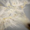 33"H Sullivans Wispy White Puff Dandelion, White - 2 of 2