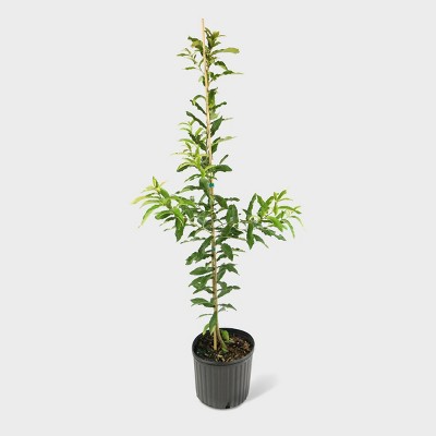 1pc Sawtooth Oak - National Plant Network