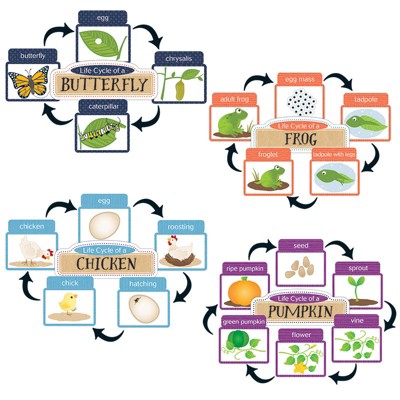 CARSON-DELLOSA You-Nique Life Cycles Bb Set 110324