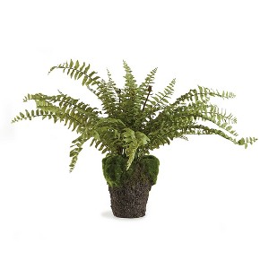 Plum & Post Boston Fern Drop-In 16" - 1 of 4