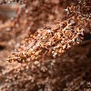 Sullivans Artificial Dried Blush Grass Stem Set of 2, 28" Brown - 2 of 2