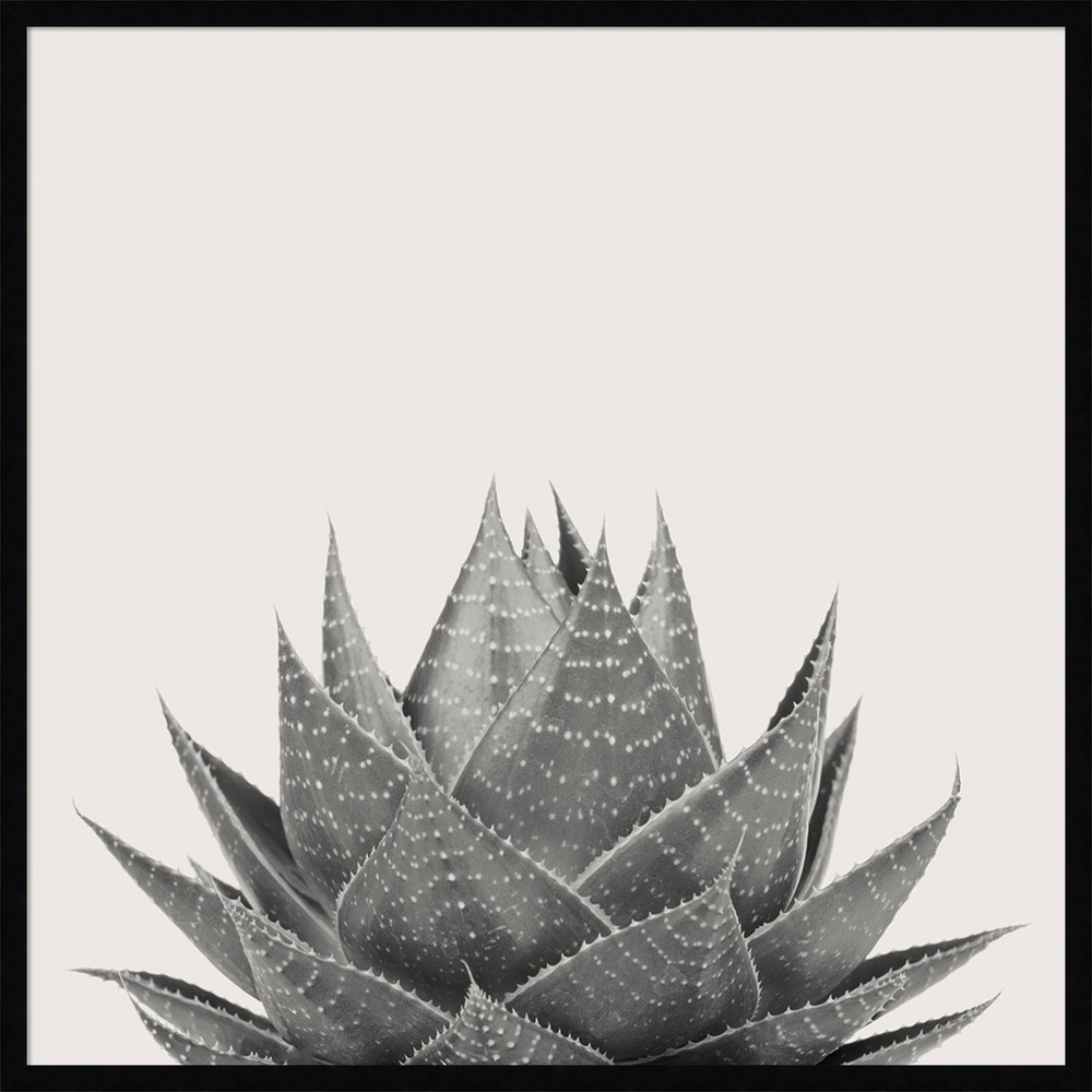 Photos - Other Decoration Amanti Art 33" x 33" Haze Aloe Succulent by The Creative Bunch Studio Fram