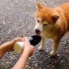 Instachew Rover Travel Pet Water Bottle - Black - 4 of 4