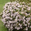 Indian Hawthorn 'Snow White' 2.25gal U.S.D.A. Hardiness Zones 8-10 - 1pc - National Plant Network: Full Sun, Nursery Pot - image 3 of 3