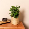 Live 6" Dieffenbachia Green Magic Potted Houseplant - 2 of 4