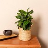 Live 6" Dieffenbachia Green Magic Potted Houseplant - image 2 of 4