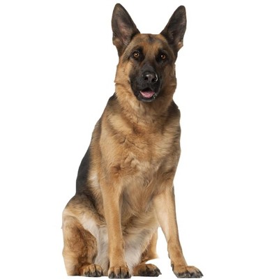 LEMONSODA Cardboard Cutouts (German Shepherd (Sitting))