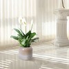 Gulches Striped Ceramic Planters: Modern Indoor/Outdoor Set,2-Pack - 2 of 4