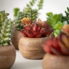 Sullivans Artificial 4.5" Mini Potted Succulent - Set of 12 - 2 of 4