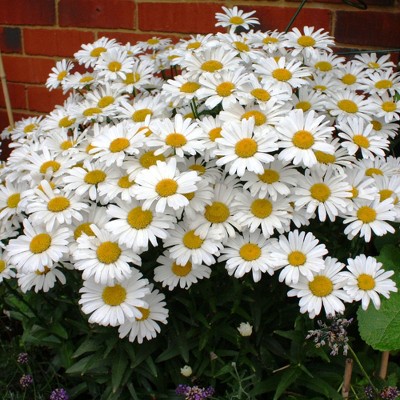 White Magic Daisy Leucanthemum - National Plant Network