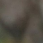 distressed field stripe navy