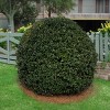 Holly 'Nellie R. Stevens' 1pc U.S.D.A. Hardiness Zones 6-9 National Plant Network 2.25gal: Evergreen Outdoor Shrubbery - 3 of 3