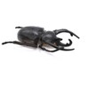 CWG | Rhinoceros Beetle, Very Nice Rubber Reproduction    2 3/4"    CWG04 B13 - 4 of 4