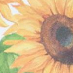 summer sunflower