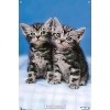 Trends International Keith Kimberlin - Kittens - Twins Unframed Wall Poster Prints - 4 of 4