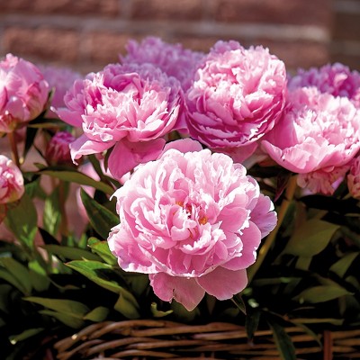 Peonies Sarah Bernhardt Set of 3 Roots - Pink - Van Zyverden