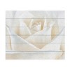 Trademark Fine Art -Cora Niele 'Pure White Rose' Multi Panel Art Set - 2 of 4