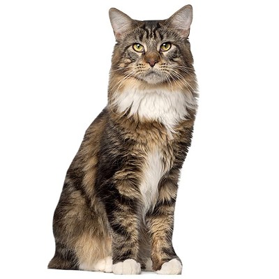LEMONSODA Cardboard Cutouts (Brown Maine Coon Cat)
