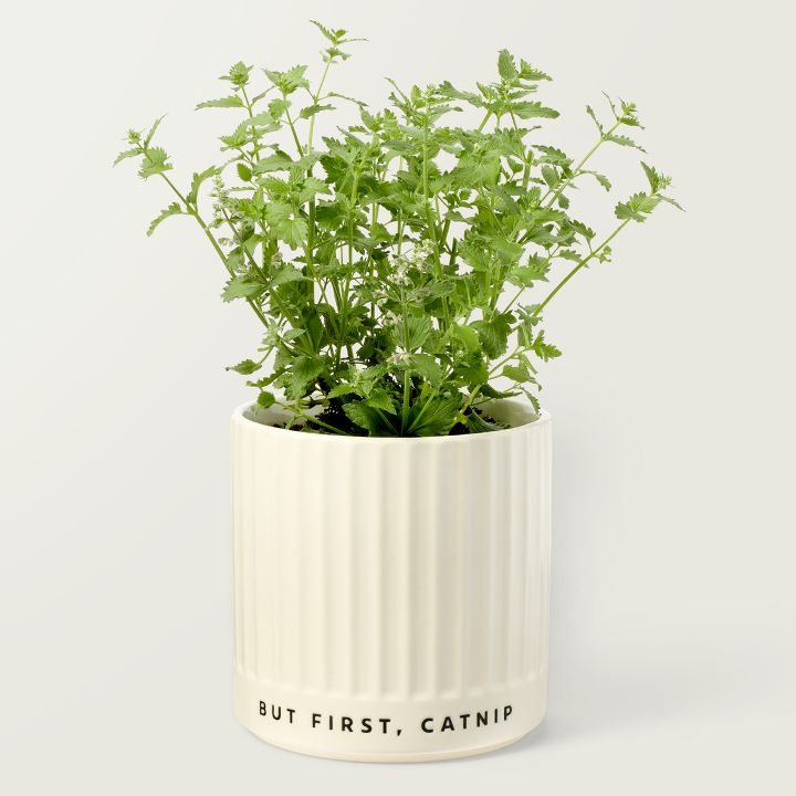 Planter with type "But first, catnip"