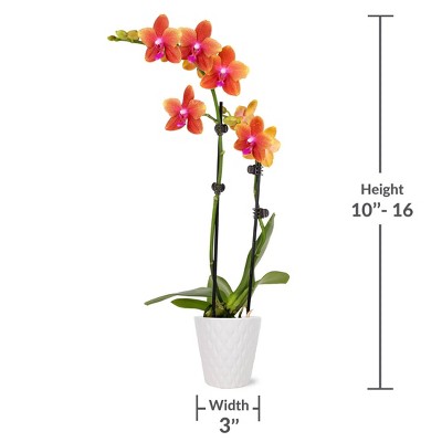Salmon Petite Orchid in White Ceramic Pot