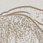 ivory (eggshell)