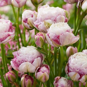 12ct Tulips Double Surprise Bulbs - Van Zyverden - 1 of 4