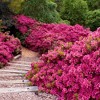 2.25gal Rene Michelle Azalea Plant with Pink Blooms - National Plant Network: Hardy Outdoor Everblooming Shrub, Partial Shade - 2 of 3