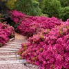 2.25gal Rene Michelle Azalea Plant with Pink Blooms - National Plant Network: Hardy Outdoor Everblooming Shrub, Partial Shade - image 2 of 3