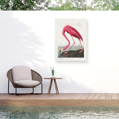 Trademark Fine Art - Pictufy  Pink Flamingo From Birds of America 1827 Matted Framed Art