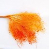 Alilang Decorative Dried Ming Fern Stems for Elegant Home Decoration and Creative Floral Arrangements, 19.5 Inches - 3 of 3