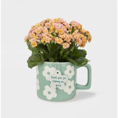 Live Kalanchoe Plant in Teal Flowers Spring Mug - Good Little Garden™
