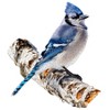 Madd Capp Puzzles: BLUE JAY 300 Piece Jigsaw Puzzle - 2 of 4