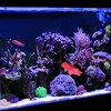 Unique Bargains Aquarium Glowing Simulation Animal Decor Artificial Golden Fish Ornament with Suction Cup Red 1 Pcs - 2 of 4