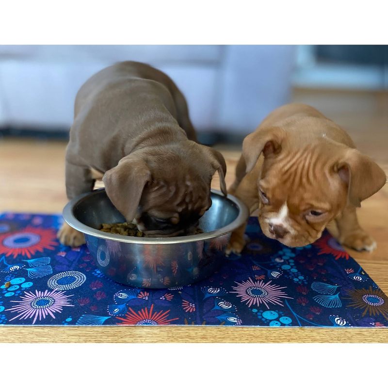 Drymate Dog and Cat Feeding Placemat, 5 of 9