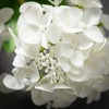 Sullivans Artificial White Hydrangea Spray 6"L - 2 of 2