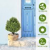 poetree 2ft Artificial Boxwood Topiary Ball,Faux Tree in Pot,2 Pack,for Indoor/Outdoor - 3 of 4
