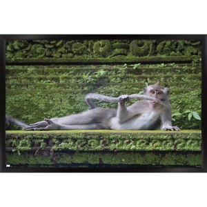 Trends International The Comedy Wildlife Photography Awards: Delphine Casimir - The Rainforest Dandy Framed Wall Poster Prints - 1 of 4