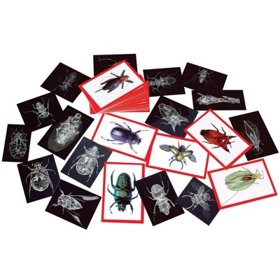 Roylco Insect X-Ray and Picture Cards