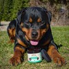 Hemp Well Calm Dog Soft Chews to Calm and Relax Your Dog - 2 of 4