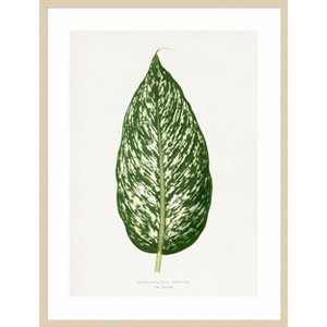 Amanti Art Dieffenbachia Seguina Leaf Illustration by Pictufy Wood Framed Wall Art Print - 1 of 4