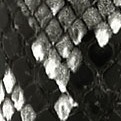 black snake