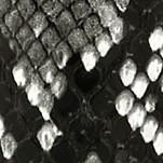black snake