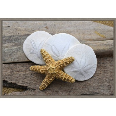 23" x 16" Sand Dollar and Starfish Still Life by Savanah Plank Danita Delimont Framed Canvas Wall Art - Amanti Art